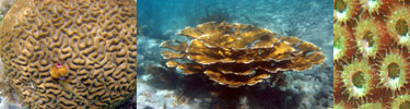 Coral